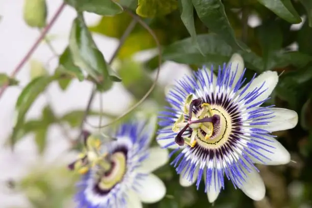 A closeup of a beautiful Bluecrown Passionflower growing in a garden