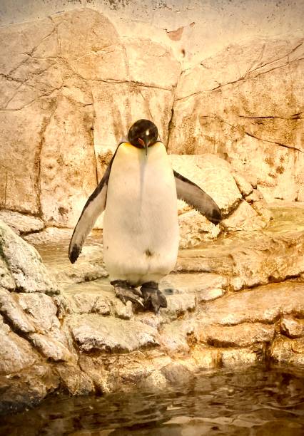 istock Emperor Penguin at The Zoo 1435933427