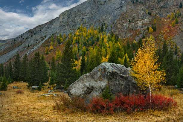 Russia. The South of Western Siberia, the Altai Mountains. Huge rock fragments surrounded by colorful autumn trees and shrubs at the foot of inaccessible cliffs in the valley of the Chuya River.