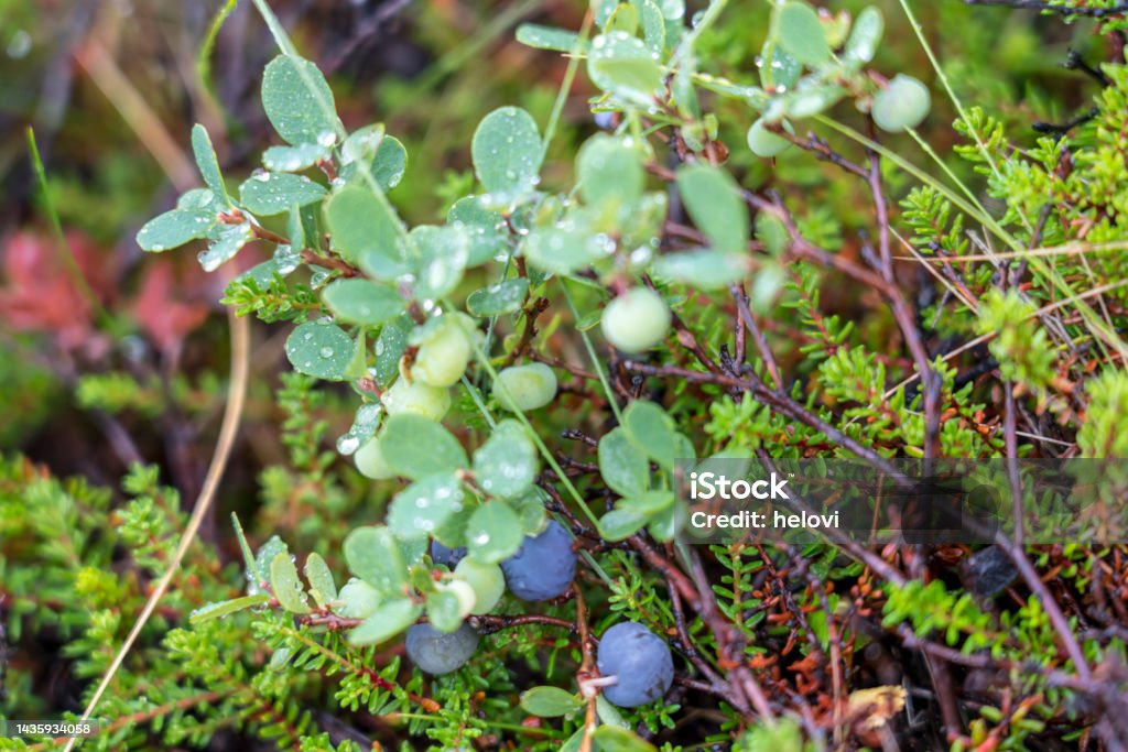 Blueberries in forest Some ripe and some green blueberries in forest with drops of rain. Backgrounds Stock Photo