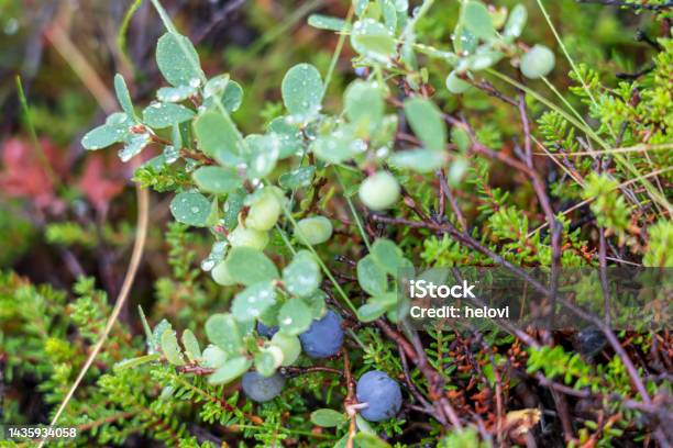 Blueberries In Forest Stock Photo - Download Image Now - Backgrounds, Berry, Berry Fruit