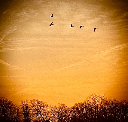 A flock of geese are flying south during the twilight hour