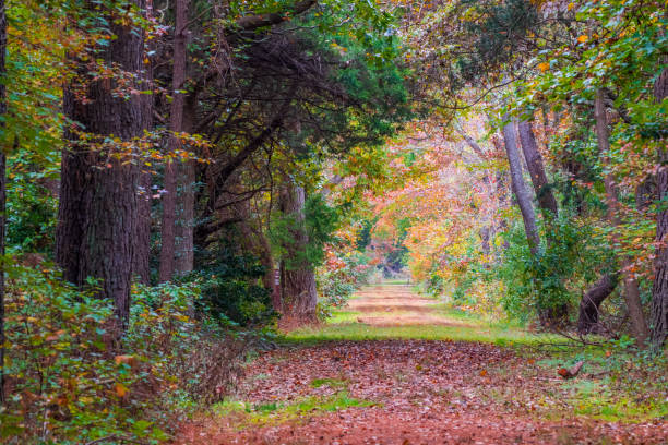 istock Colorful autumn trees on forest trail 1435935202