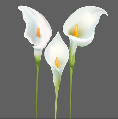 Realistic Detailed 3d White Calla Lily Flowers Set Beautiful Plant Decoration Element for Web and App Design. Vector illustration
