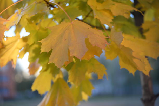 istock maple Texture, green leaves background, leaf pattern green red pink yellow branches, red tender autumn maple leaves, pastel rich background, leaf texture, maple leaves, natural sustainable development, budb green, background gradient copy paste for design 1435937230