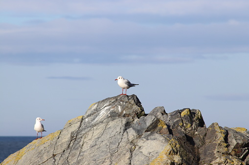 Two seagulls on rocks