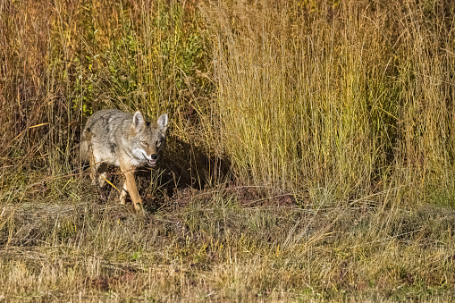 A coyote walking in the tundra in Yukon, beautiful wild animal