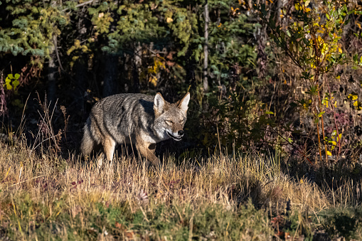 A coyote walking in the tundra in Yukon, beautiful wild animal