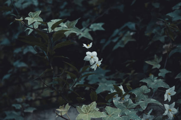 istock White flowers on wall - Green leaves background 1435939579