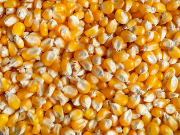 istock Corn background. Corn grains on the counter. Yellow background from food ingredient. Caloric nutrition. 1435944548