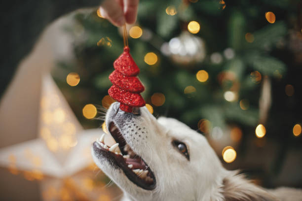 Merry Christmas and Happy Holidays!Woman hand holding christmas tree toy at cute dog nose. Pet and winter holidays. Adorable funny white danish spitz dog helping decorate festive room. stock photo