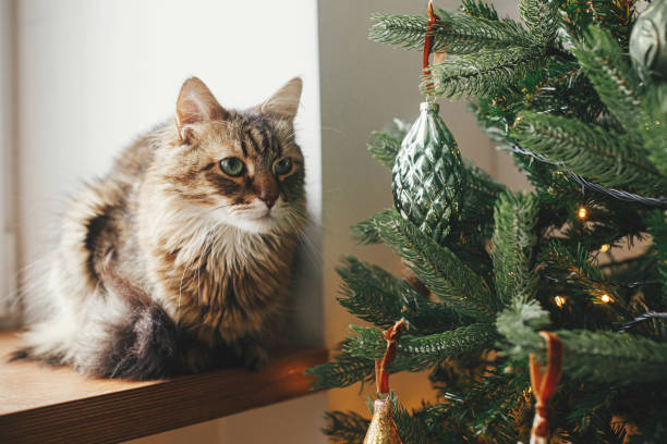 Cute cat sitting at stylish christmas tree with vintage baubles. Pet and winter holidays. Adorable tabby cat sitting on wooden window sill near decorated tree in festive room. Merry Christmas! stock photo