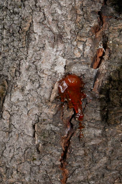istock Gummosis : amber-colored sap oozing from the trunk of a cherry tree 1435946650