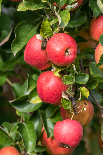 Ripe red apples on an apple tree ready for harvest and picking. It is autumn.