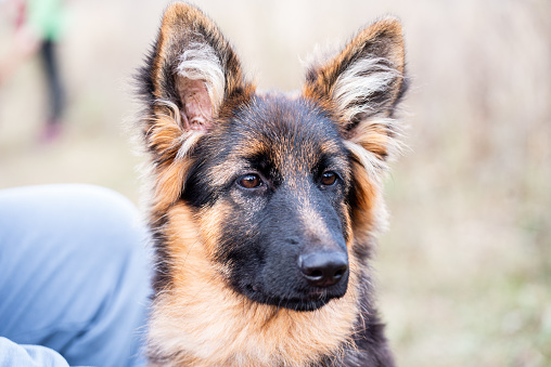 Portrait of young german shepherd dog.