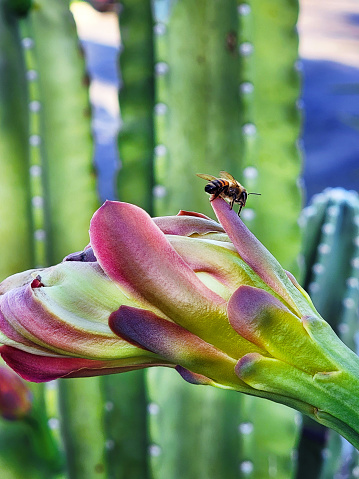 Close-up of a honey bee resting on a cactus flower in California.