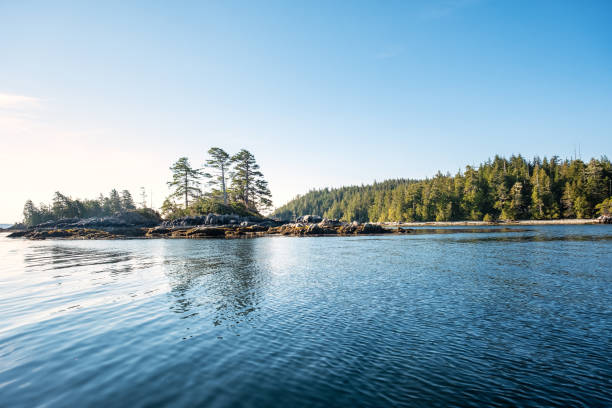 Morning Light on Westcoast Rainforest, Secondary Growth Forest on Islands