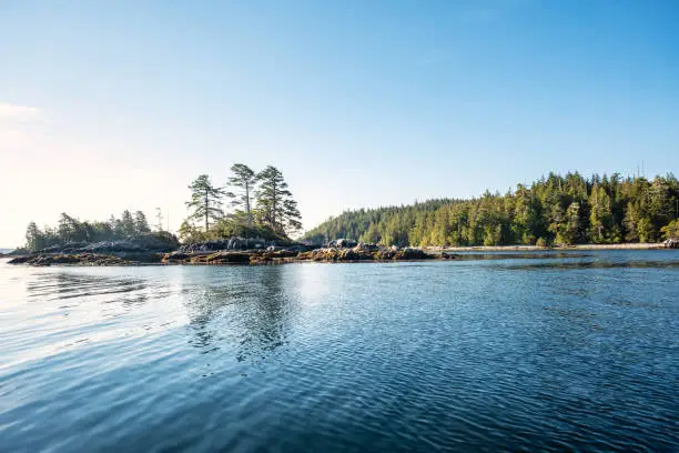 Reforestation - a mature secondary growth forest grows along the rocky coastline where an old growth forest was previously logged.  Deer Group Islands, Barkley Sound, British Columbia, Canada