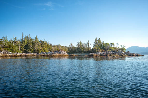 istock Coastal Secondary Growth Coniferous Forest Growing on Rugged Shoreline 1435950729