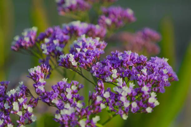 feche os detalhes das flores de lavanda do mar roxo - limonium - fotografias e filmes do acervo