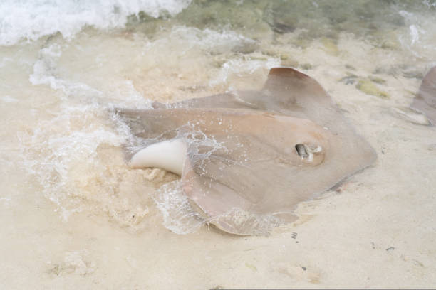 40+ Stingray Fish In Shallow Water Stock Photos, Pictures & Royalty ... Biology Diagrams