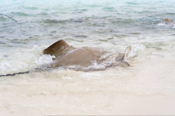 40+ Stingray Fish In Shallow Water Stock Photos, Pictures & Royalty ... Biology Diagrams