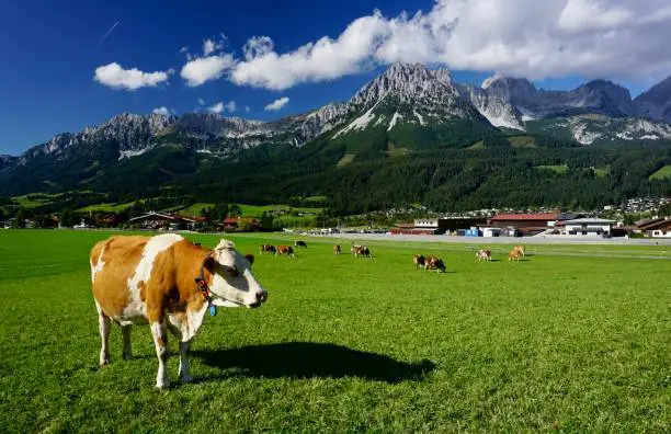 Alpine cows graze on a green meadow. Austrian cows graze in summer among the mountains. Beautiful, well-groomed Austrian cows nibble grass. Ellmau community in summer. Kaiser Mountains in summer.