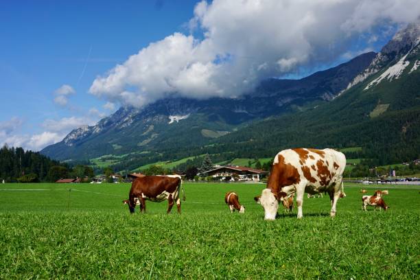 Alpine cows graze on a green meadow. Austrian cows graze in summer among the mountains. Beautiful, well-groomed Austrian cows nibble grass. Ellmau community in summer. Kaiser Mountains in summer.