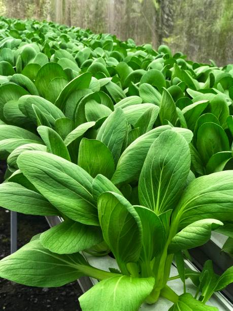 mustard greens or chinese vegetable (brassica chinensis var. parachinensis) plant as hydroponics method. - brassica rapa chinensis imagens e fotografias de stock