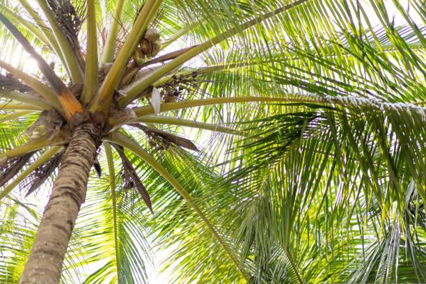 istock Natural background with palm tree crown in sunny day. Bottom view 1435954079