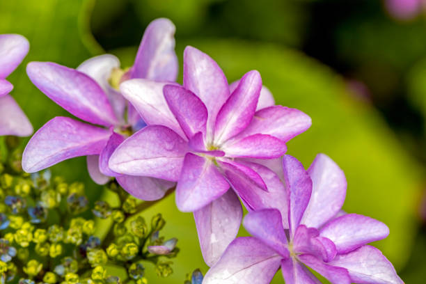 Purple hydrangea blooming