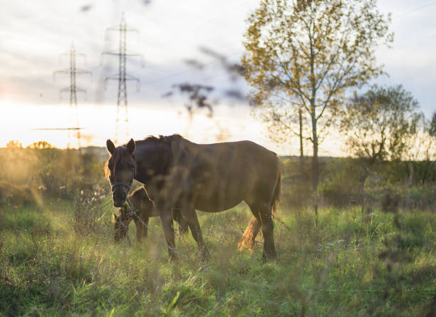 istock Horses on meadows at sunset. 1435956351