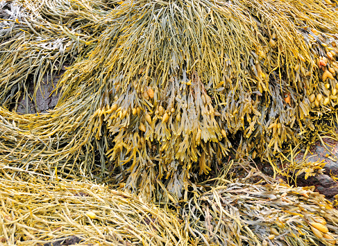 Wilsons Beach, Campobello Island, New Brunswick, Canada: seaweed rock cover at low tide - Ascophyllum nodosum, better known as rockweed, is a commercially important harvested intertidal brown alga species.