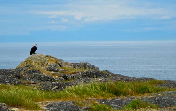 Orcas Island Bald Eagle perched on his lookout rock stock photo