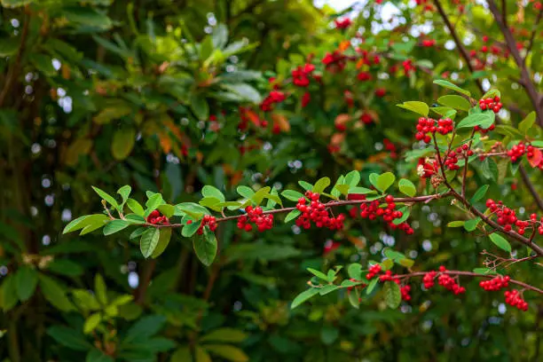 Red Pyracantha Augustifolio berries on a tree by the roadside in the capital city of Bogotá, Colombia, in South America. It is grown in parks and gardens as decorative or ornamental trees all over the Andes. Photo shot in the morning sunlight; horizontal format. No people.