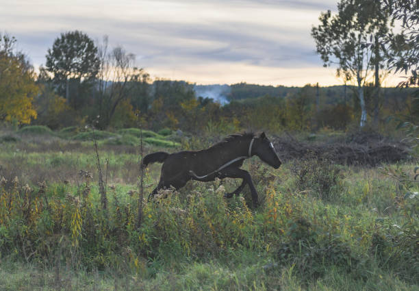 istock The colt, foal running on the plain. 1435960114