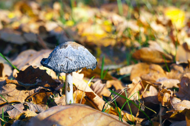 istock Field Mushroom and Dead Foliage in Autumn. Fall Scene. 1435961788