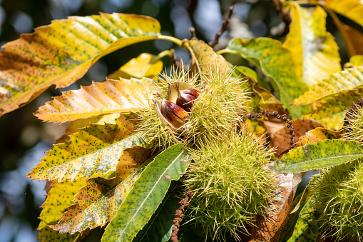 Close up of sweet chestnuts (castanea sativa) on the tree