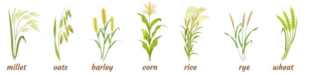 귀와 줄기가있는 시리얼 식물. 쌀, 보리, 귀리, 기장, 호밀 및 밀과 옥수수의 식물 요소에 대한 인포 그래픽. - barley grass stock illustrations