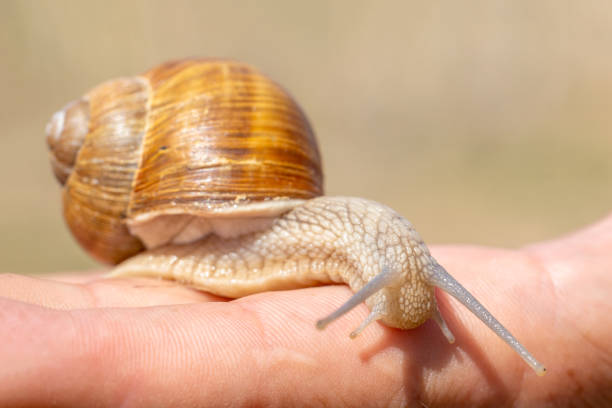 istock Orange snail with a protruding head on a male hand 1435965672
