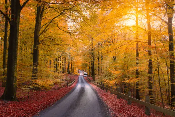 Dirt road through beechforest during fall season in Sweden.