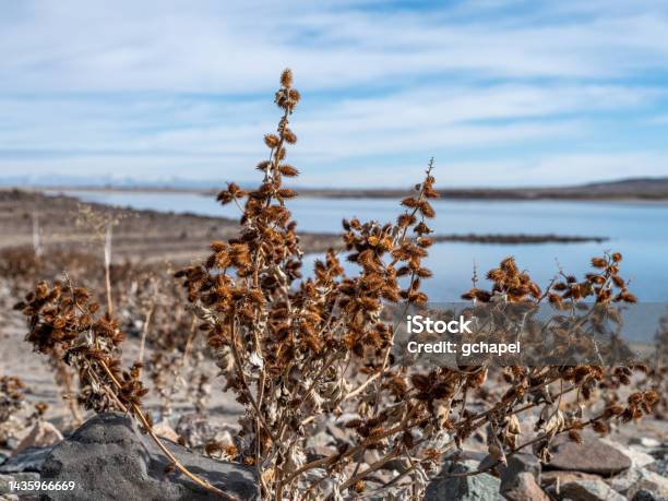 Dried Out Cocklebur Plant Stock Photo - Download Image Now - Arid Climate, Backgrounds, Beach