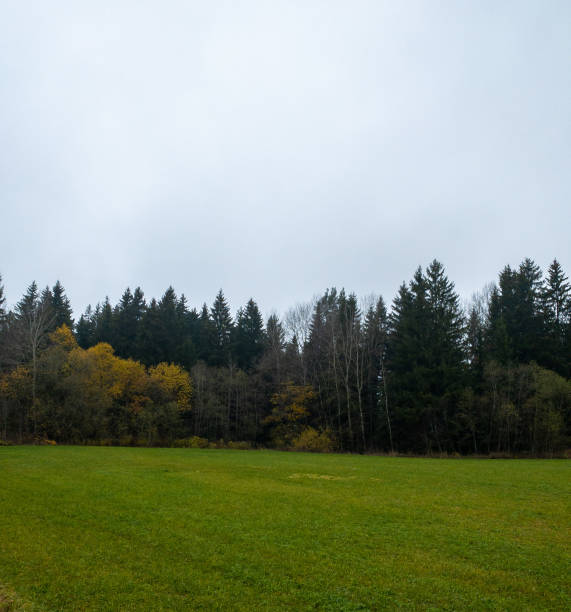 istock autumn nature yellowing forest 1435968464