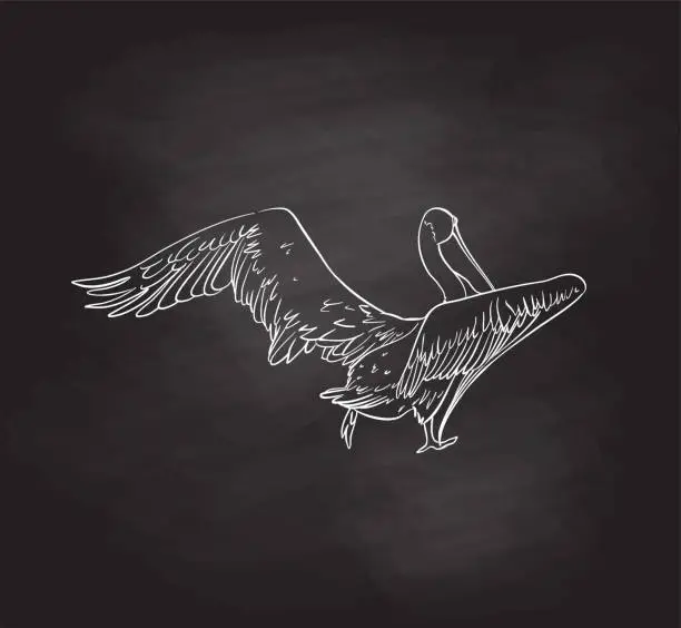 Vector illustration of Pelican Taking Off Blackboard