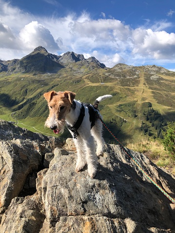 Un perro se para en una roca durante una caminata de montaña photo