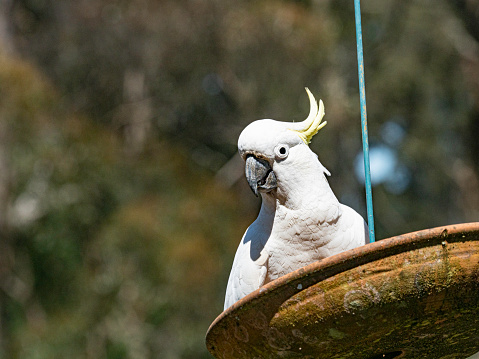 Sulphur-crested cockatoo playing peek on bird bath