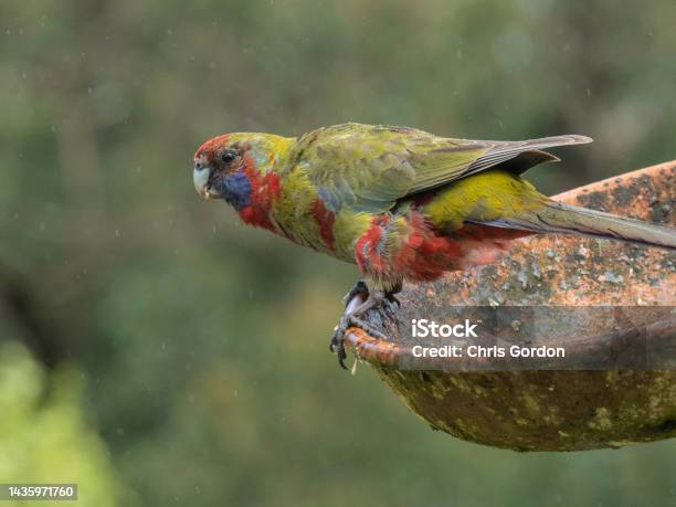 Colourful Bird On Birdbath Stock Photo - Download Image Now - Australia, Birdbath, Animal