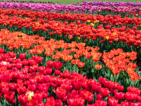 Festival of tulips display