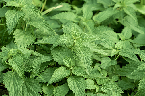 Stinging nettle leaves as background. Beautiful texture of nettle. Top view. Copy space. Can use as banner