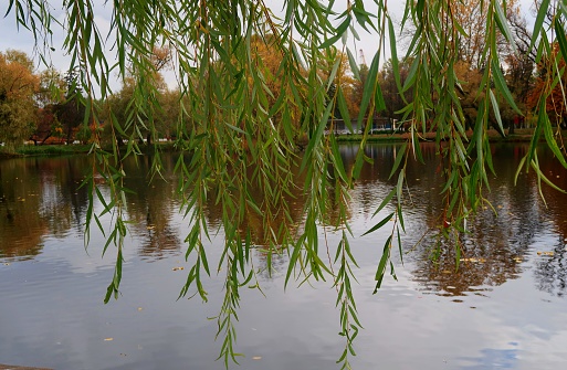 Weeping willow branches close up